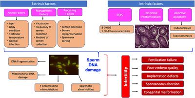 Sperm DNA Integrity and Male Fertility in Farm Animals: A Review